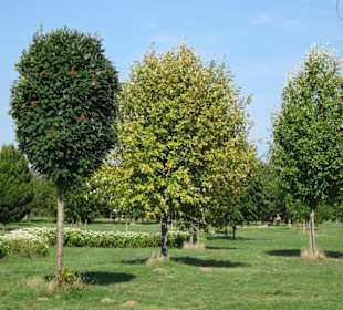 Der sommerliche Baumpark Thedinghausen