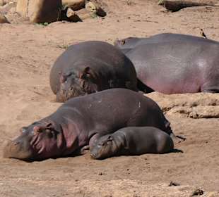 Hippos