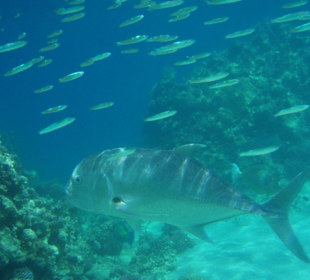 Hausriff Fort Arabesque