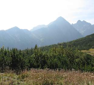 Plesnivec