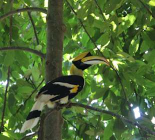 Der große Hornbill!