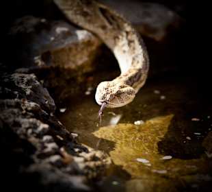 Reptile Park
