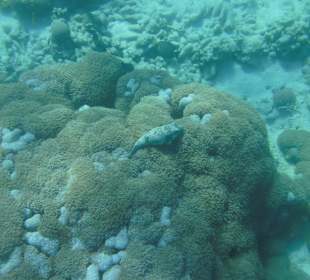 Kugelfisch am Hausriff