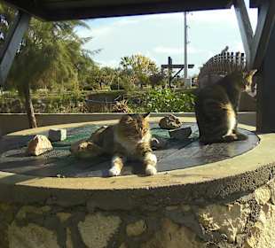 Sogar die Katzen fühlen sich wohl