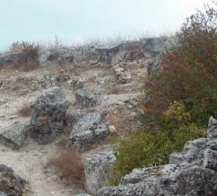 Steinwald
