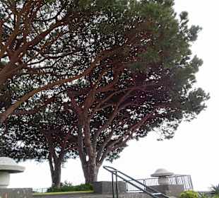 Inselrundfahrt Madeira