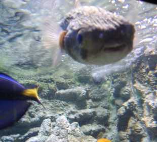 Kugelfisch