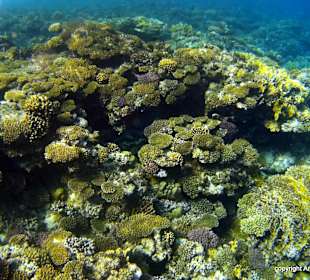 Schnorcheln El Quseir