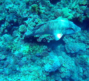 Napoleon Fisch am Hausriff Hotel Baron Resort