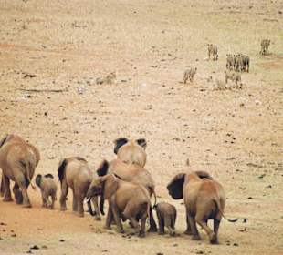 Elefantenherde jagt Löwenrudel