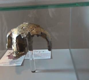 Entwicklung der Menschen