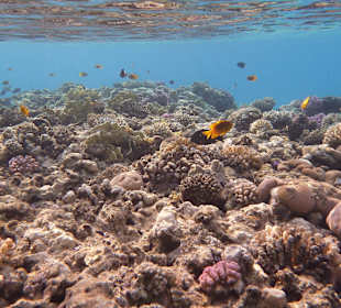 Hausriff knapp unter der Oberfläche