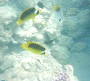 Šnorchlování u hotelu