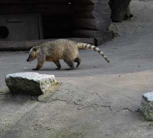 WildparkImpression September 2013