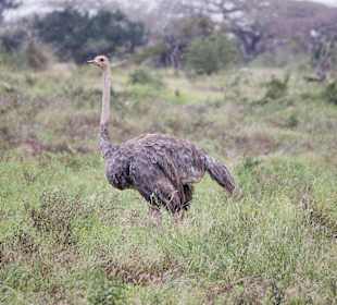 Nationalpark Kenia