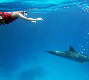 Dolphin Safari