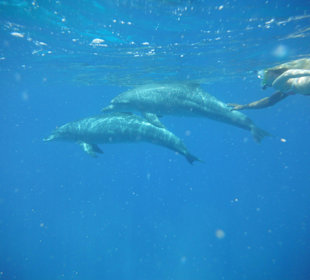 Achter de dolfijnen aan!