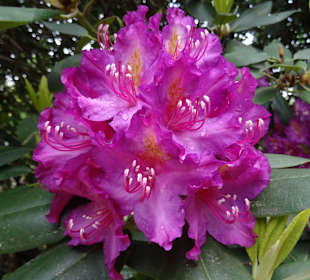 Rhododendronpark Kromlau