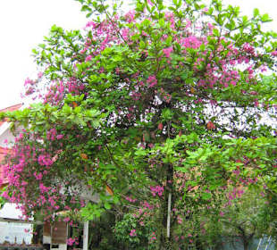 Ficus und Bougainvillea