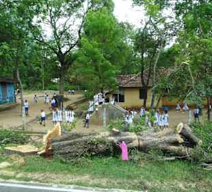 Elefantenreiten Sigiriya