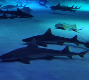 Aquarium Antalya	