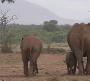 Elefantenfamilie, direkt am 1. Camp, Sentrim Camp