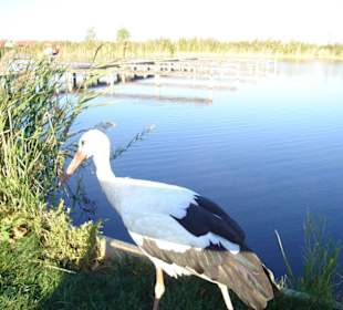 Neusiedler See