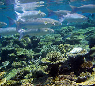 Schöne Unterwasserwelt