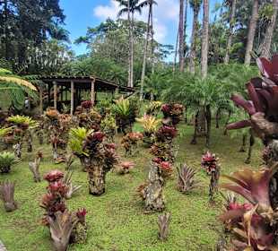 Schöne Pflanzenwelt