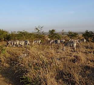 Löwenfutter im Nairobi Nationalpark