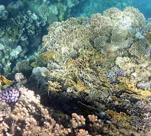 Schnorcheln Marsa Alam