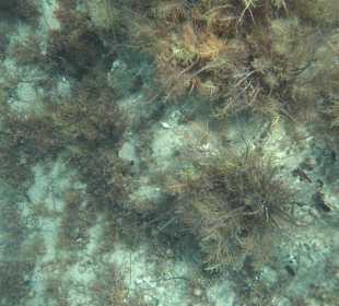 Glasbodenboot Tour Lindos