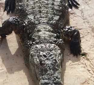 Krokodilfarm Animalia