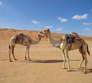 Fertig zum Kamelritt