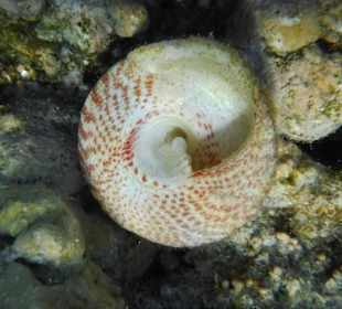 Schnecke