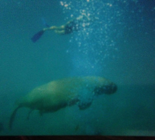 Schnorchelausflug mit Seekuh