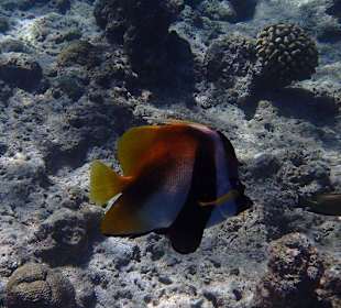 Schnorcheln Hausriff