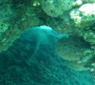 Beim Schnorcheln - In völliger Dunkelheit und Kalten