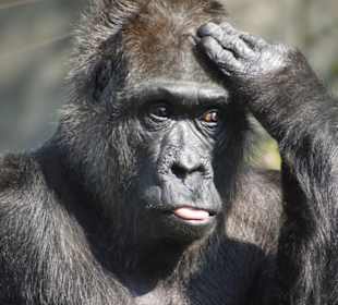 Gorillaweibchen Fatou