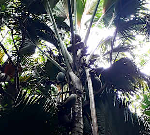 Nationalpark Valleé de Mai