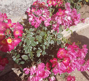 Tolle Blumen