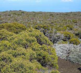 Vegetation am Rand der Plaine des Sables