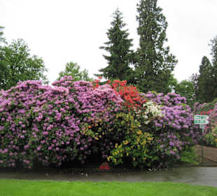 Rhododendron