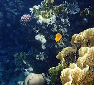 Podmořský svět - šnorchlování