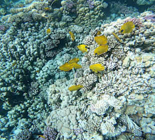 Schnorcheln Soma Bay