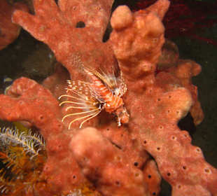 Rotfeuerfisch