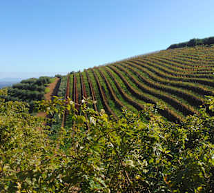 Weingut Tokara in Stellenbosch