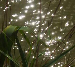 Naturpark S'Albufera