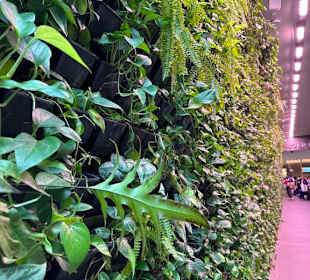 Jewel Changi Airport