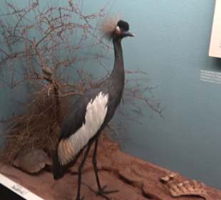 Museum für Naturkunde
